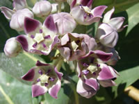 Calotropis procera